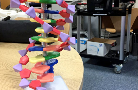 Model of the DNA double helix at the MRC Festival of Medical Science